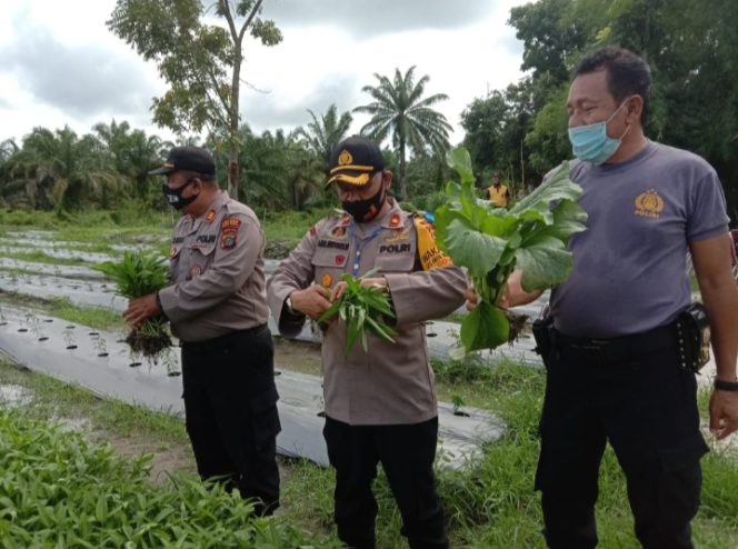 
					Ciptakan Ketahanan Pangan Polsek Indra Pura Gunakan Lahan Kosong