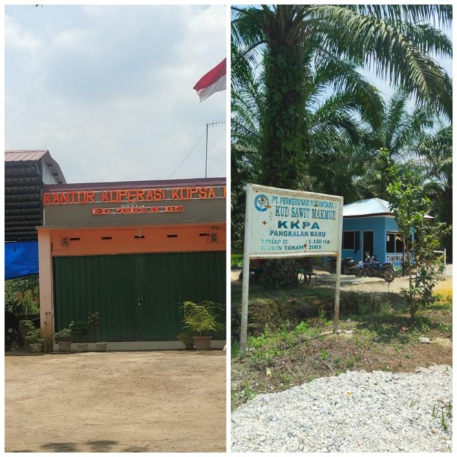 
					PTPN-V Menanggung Hutang Kopsa-M Sampai Lunas, Diduga Gara-Gara Kebun Gagal