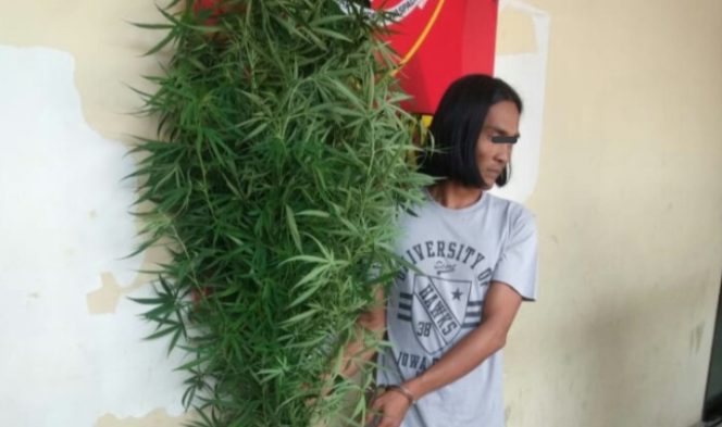 
					Tanam Ganja Dibelakang Rumah SH (37) Diboyong Unit Reskrim Polsek Medan Area