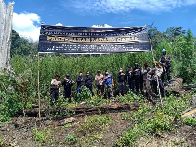 
					Polri Musnahkan 7 Haktare Ladang Ganja Di Gunung Lauser Dan Sita 592 Kg Ganja Kering