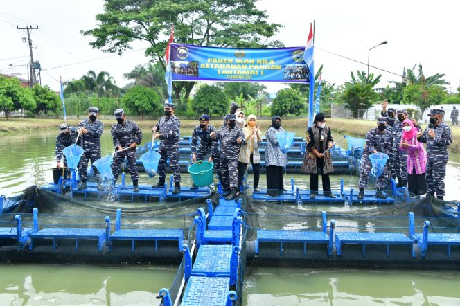 
					Kasal Panen 4000 Ekor Ikan Nila Kolam Ketahanan Pangan Lantamal I