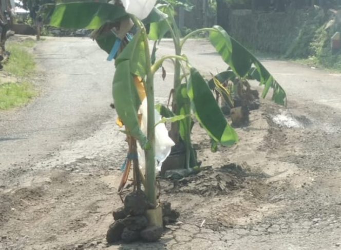 
					Rawan Lakalantas Warga Tanami Ruas Jalan Dengan Pohon Pisang