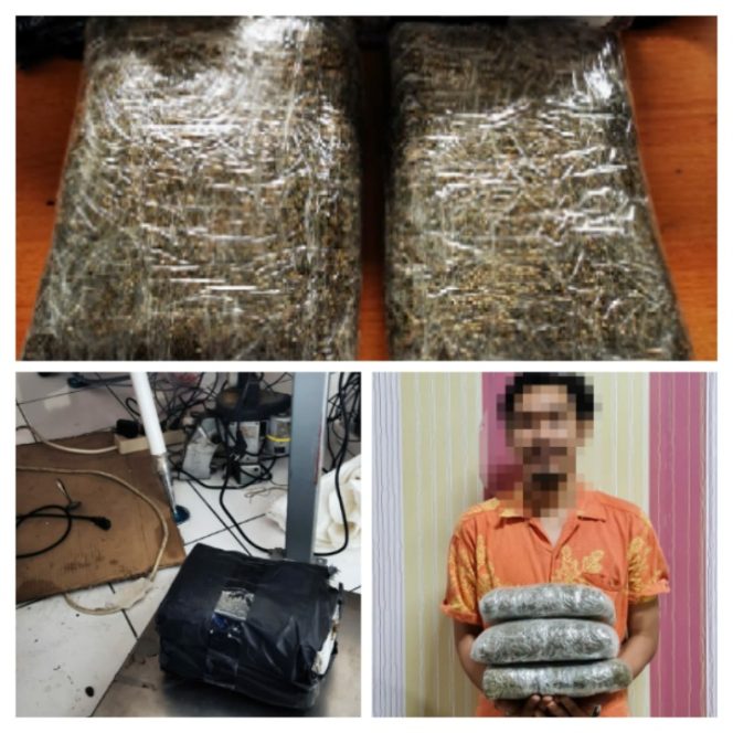 
					Kurang Dari Sepekan, Bea Cukai Batam Gagalkan Pengiriman Dua Paket Ganja