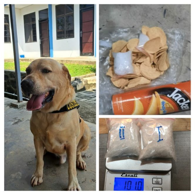 
					Luigi, Anjing Pelacak Bea Cukai Batam Berhasil Gagalkan Paket Berisi Sabu-sabu
