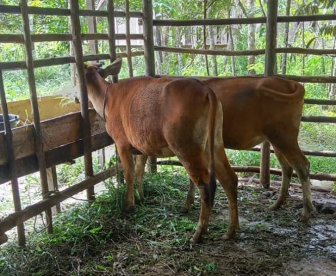 
					Diduga Pembelian Sapi Dengan ADD Tahun 2022 Terjadi Mark UP 
