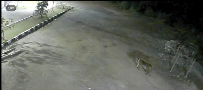 
					Heboh.. Penampakan Harimau di Pemukiman Warga Kabupaten Solok