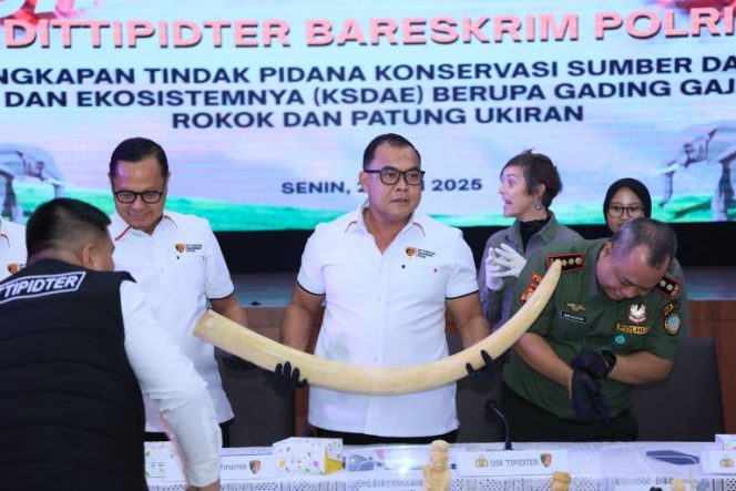 
					Polri Ungkap Penjualan Gading Gajah hingga Patung Ukiran Senilai Rp2,3 Miliar