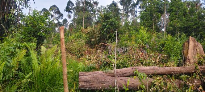 
					Pelaku Ilegal Logging Merajalela Di Wilayah Tanah Merah, Polda Riau Diminta Tindak Tegas Sesuai Hukum Yang Berlaku